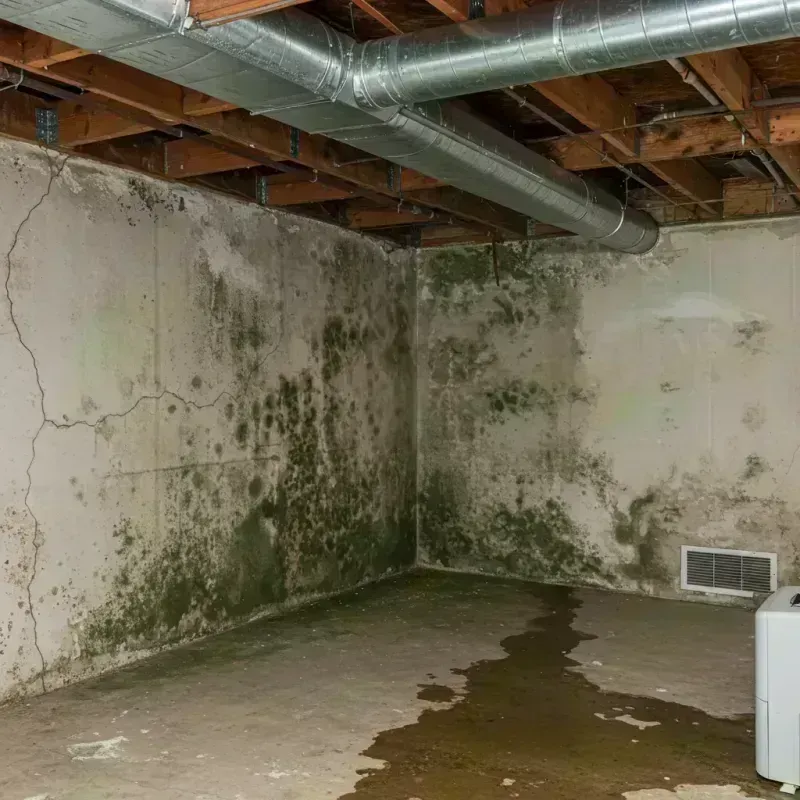 Professional Mold Removal in Rosemont, IL